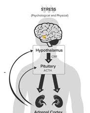 stress hormone brain