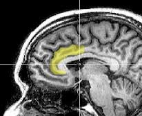 prefrontal cortex mindfulness