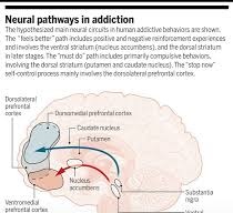 reward circuit brain diagram