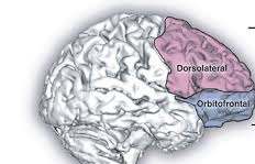fMRI brain activity